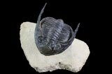 Bargain, Zlichovaspis Trilobite - Atchana, Morocco #72709-2